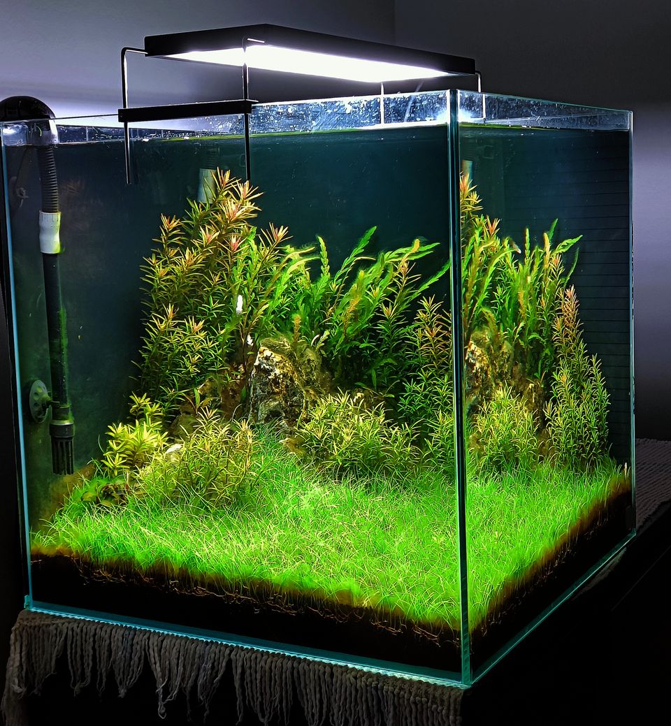 Aquarium - Fish Tank - Akvario