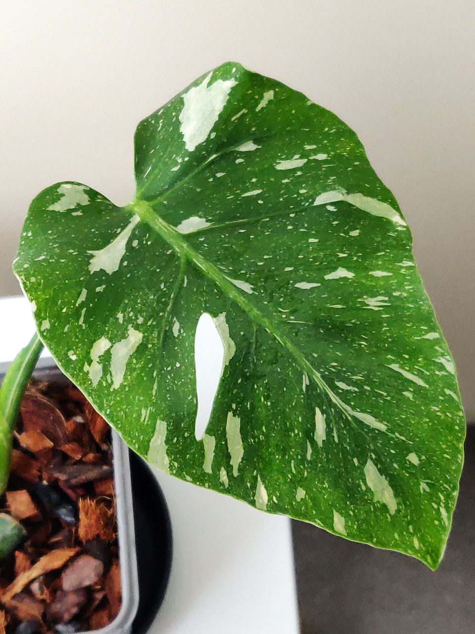 Monstera Thai Constellation