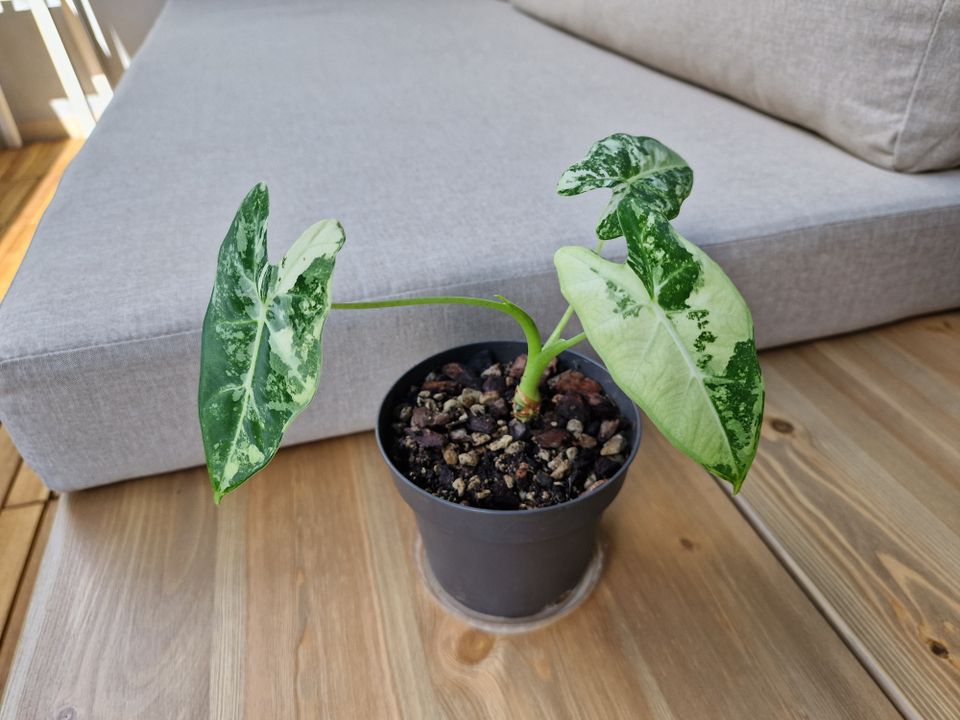 Alocasia Frydek Variegata