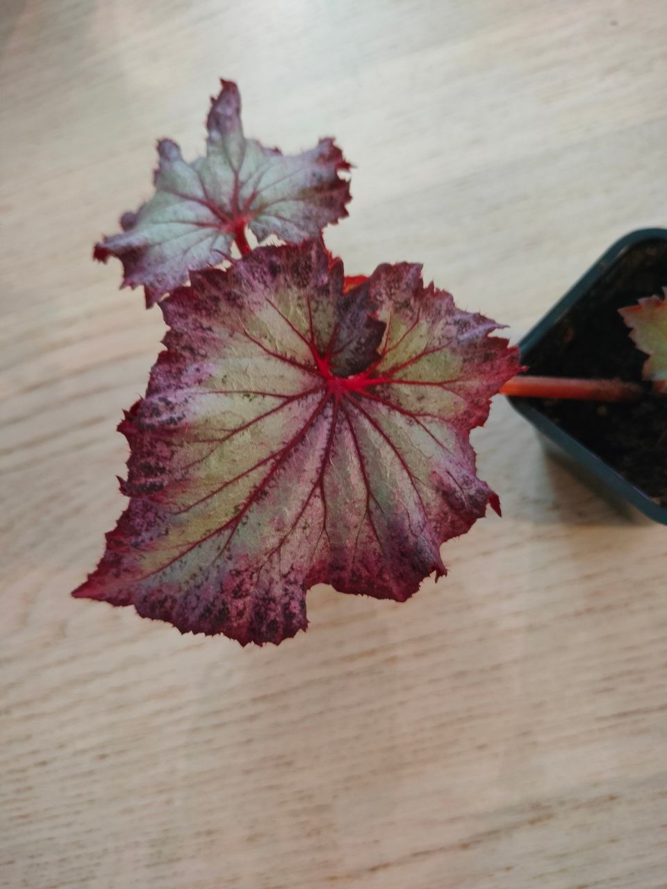 Begonia NG-Letuchiy Gollandets