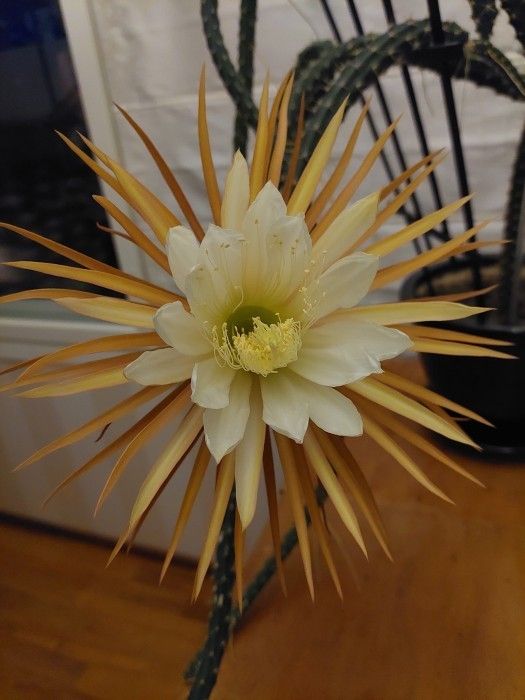 Yönkuningatar, paksu pistokas 55 cm, kasvi, kaktus