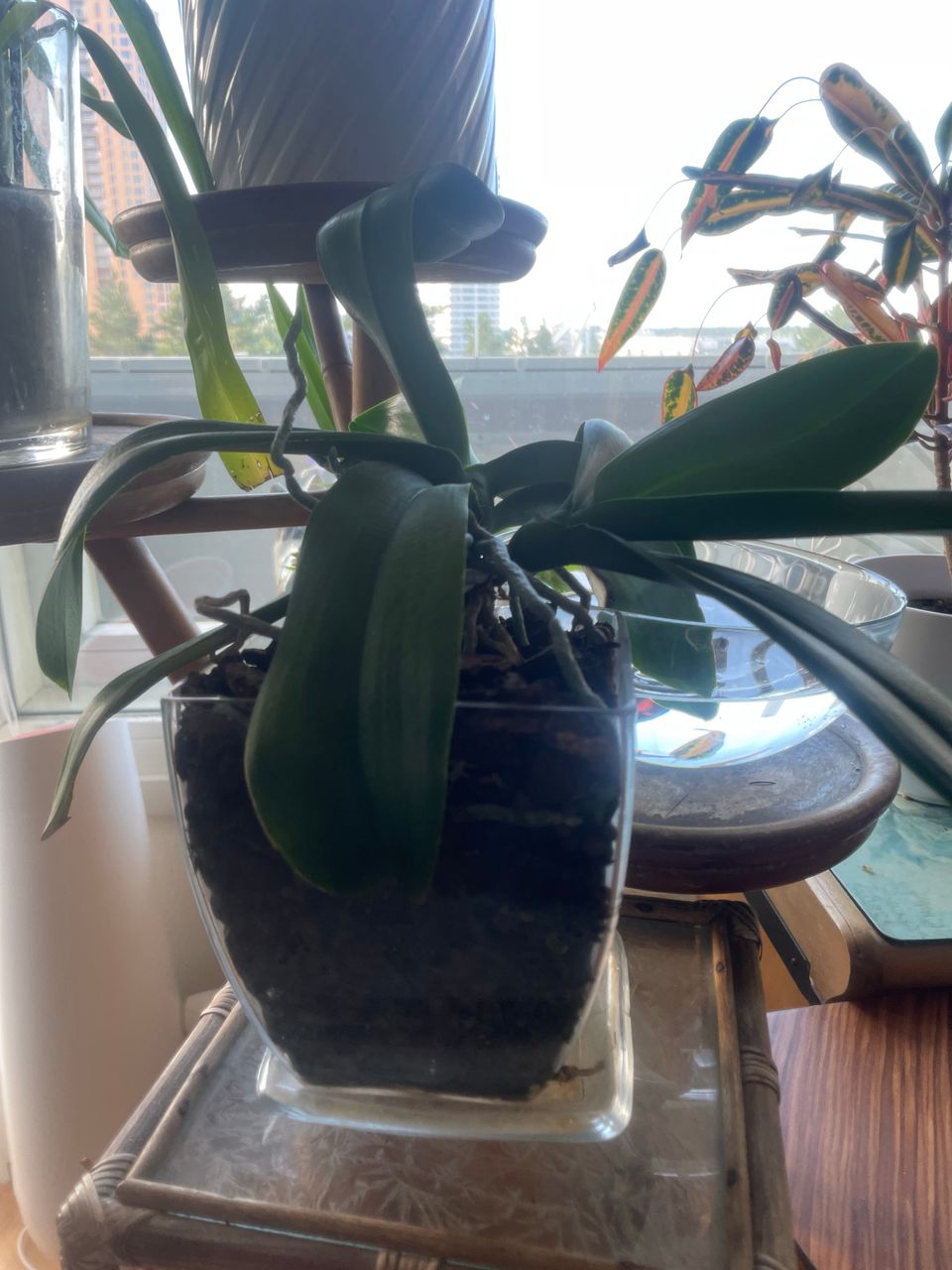 Aikuinen orkidea lasipurkissa