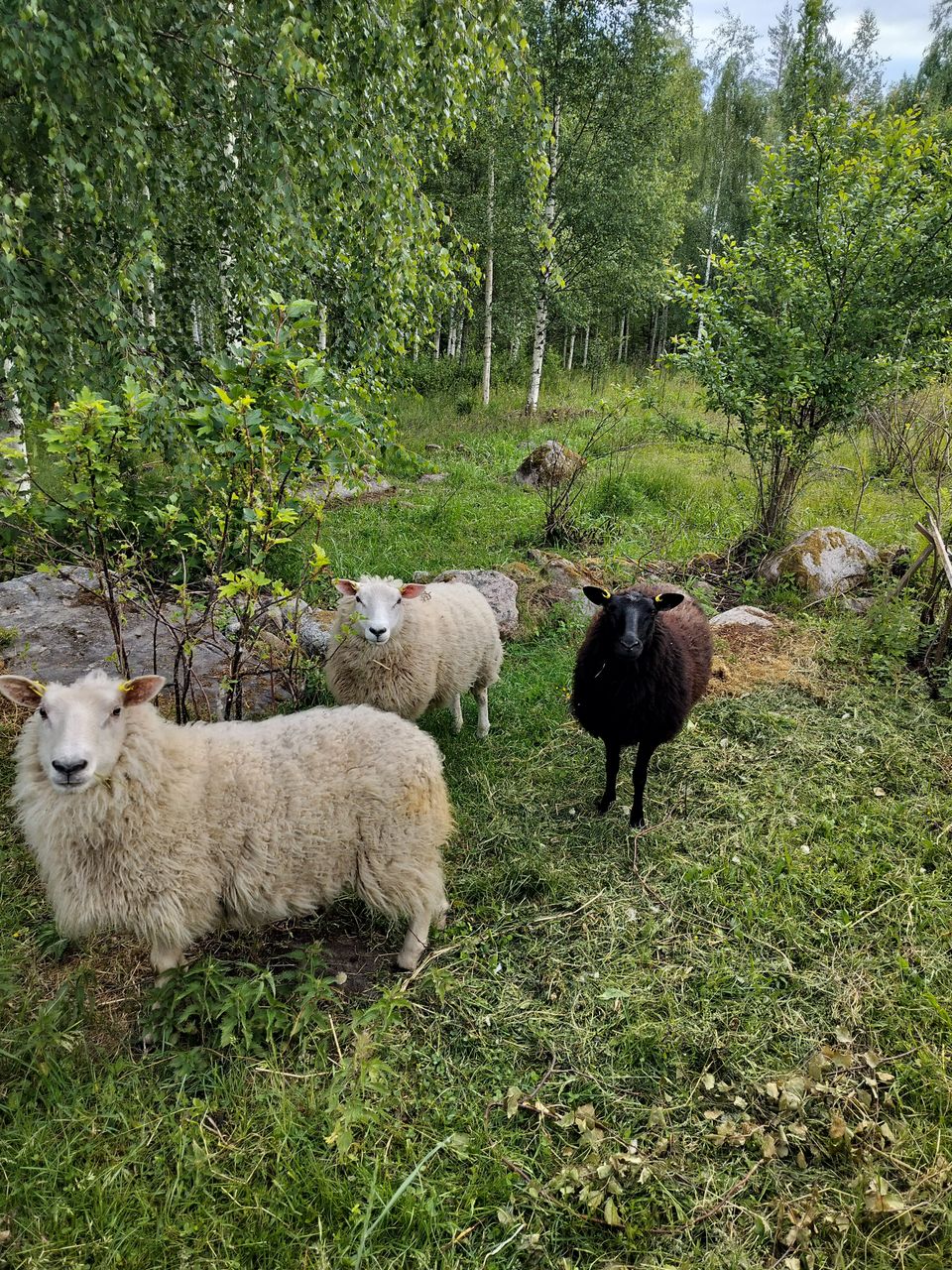 3 tyttö lammasta