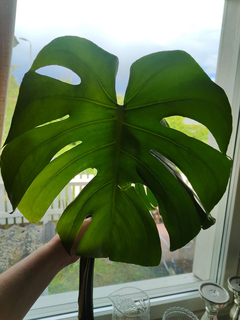 Monstera deliciosa latvapistokas