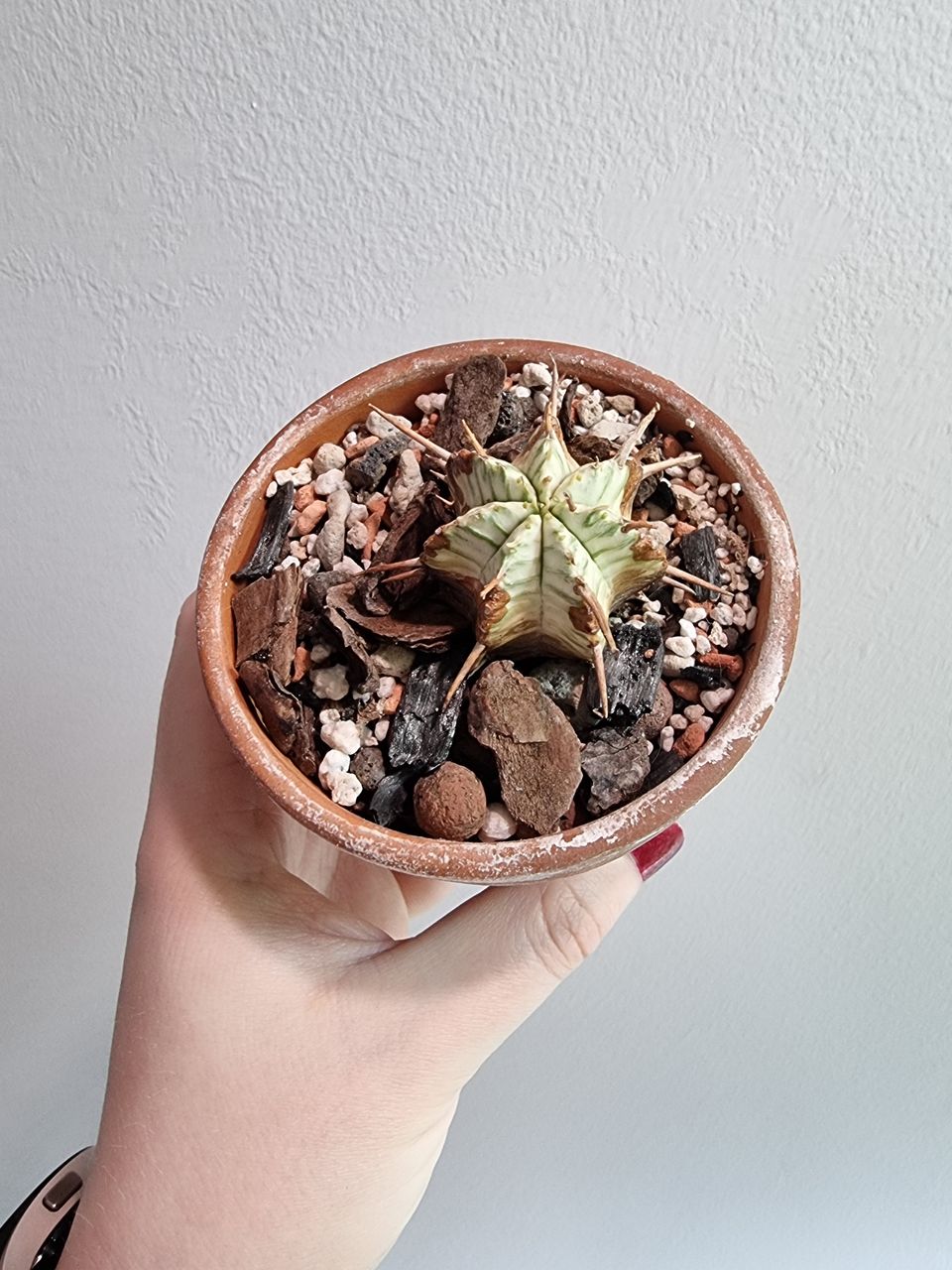 Euphorbia Meloformis F. Variegata