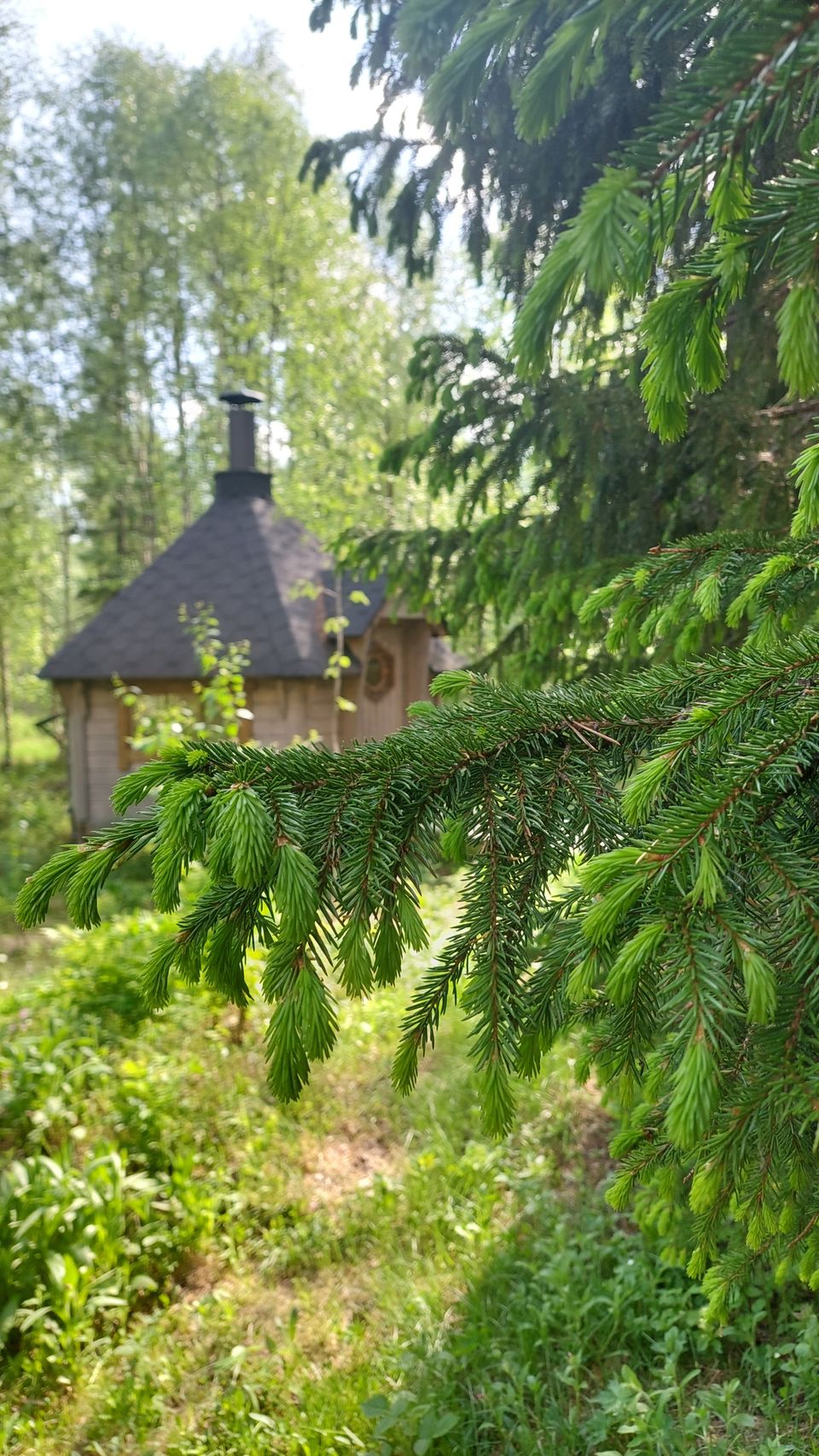 Pakastettuja kuusenkerkkiä