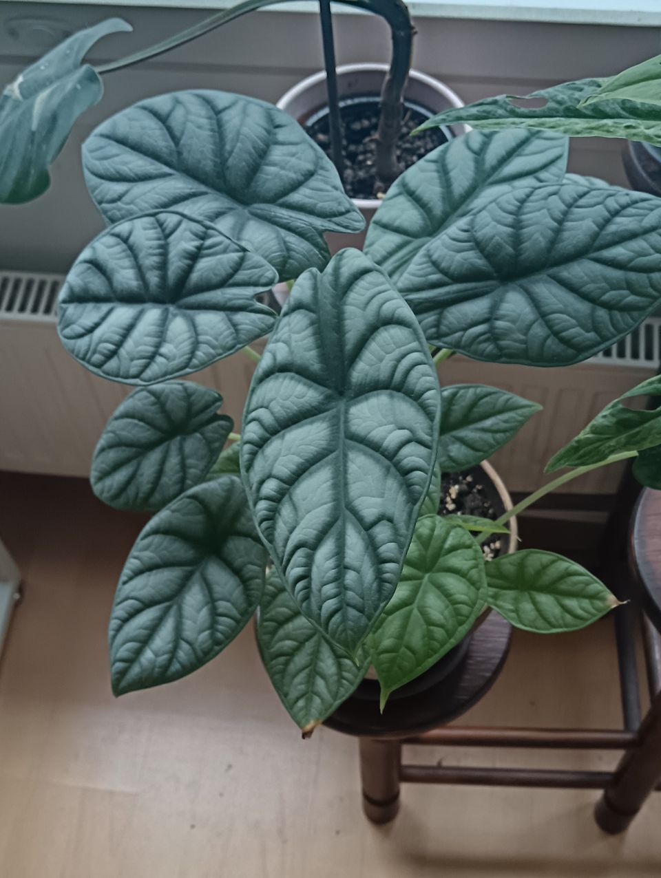 Alocasia silver dragon