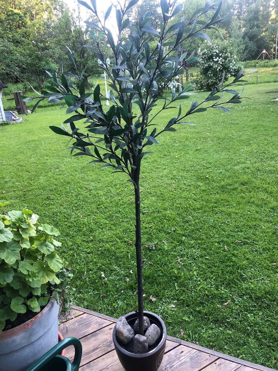 Tekokasvi oliivipuu