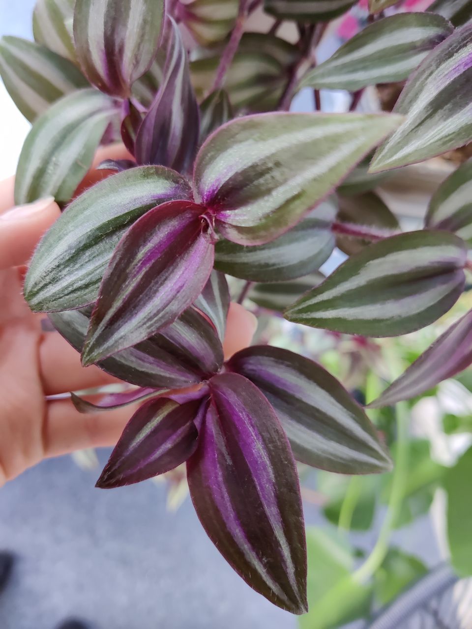 Tradescantia Zebrina Evanesce