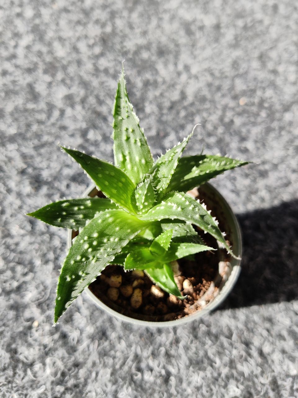 Pieni Aloe