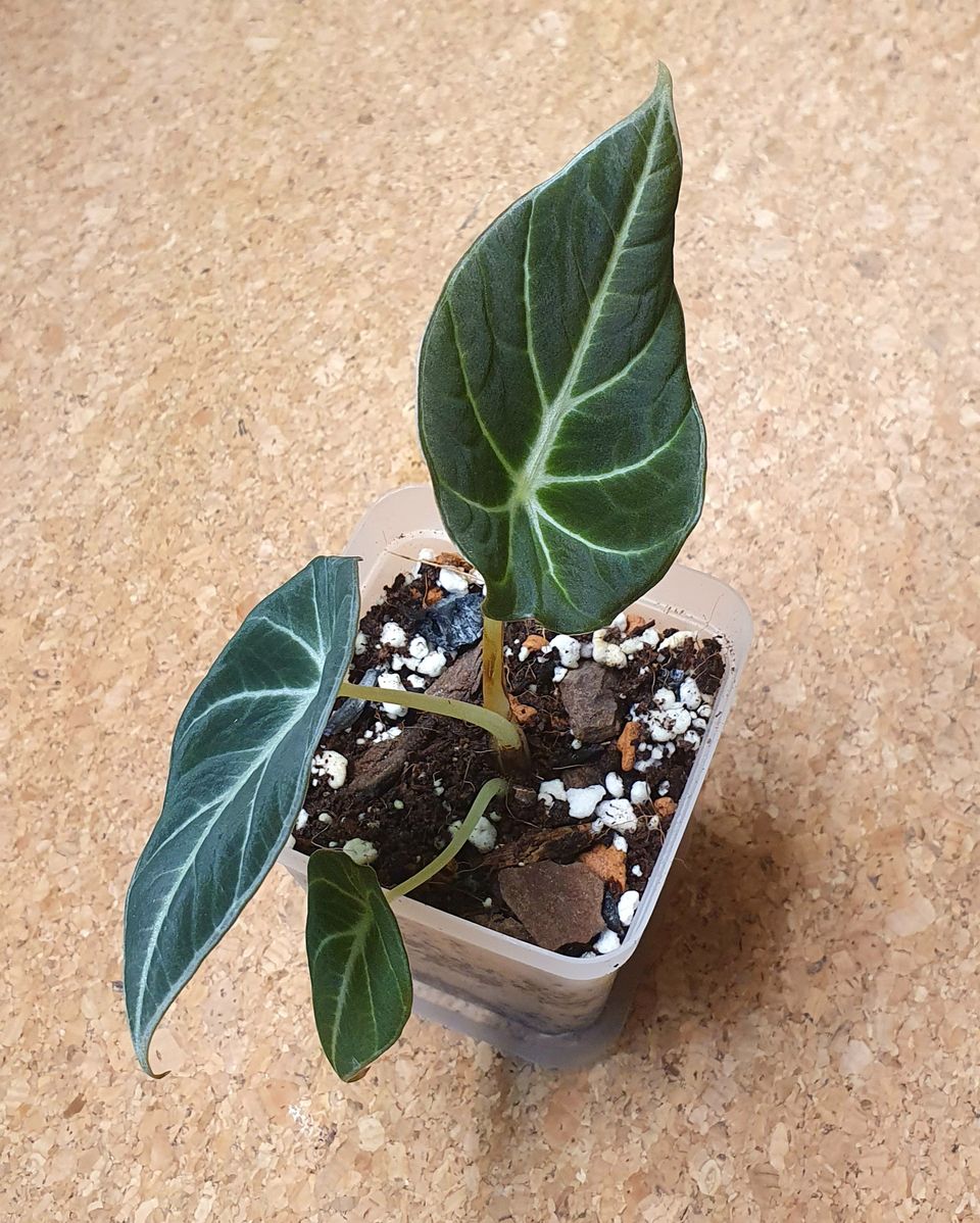 Alocasia Black Velvet