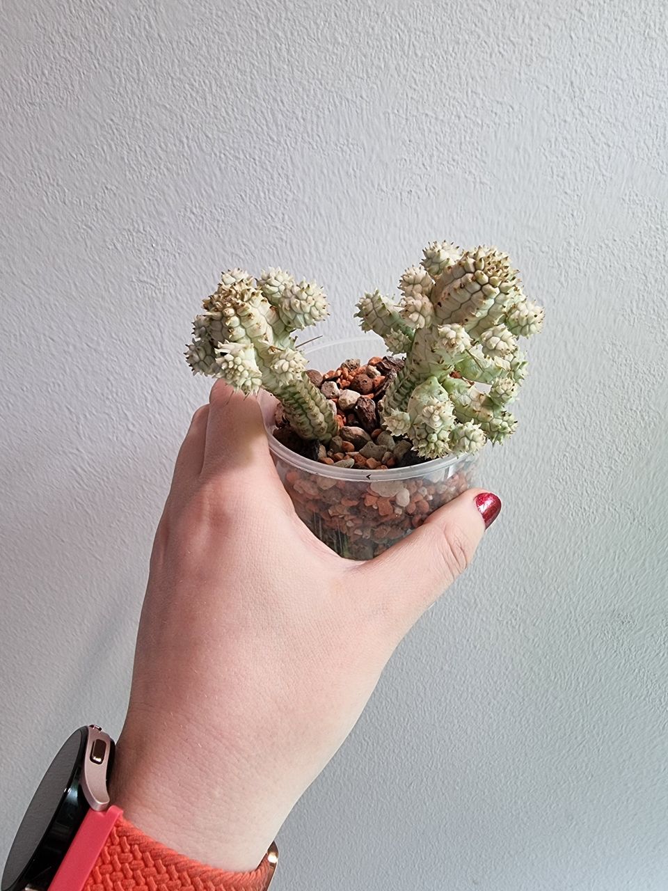 Euphorbia Mammillaris Variegata