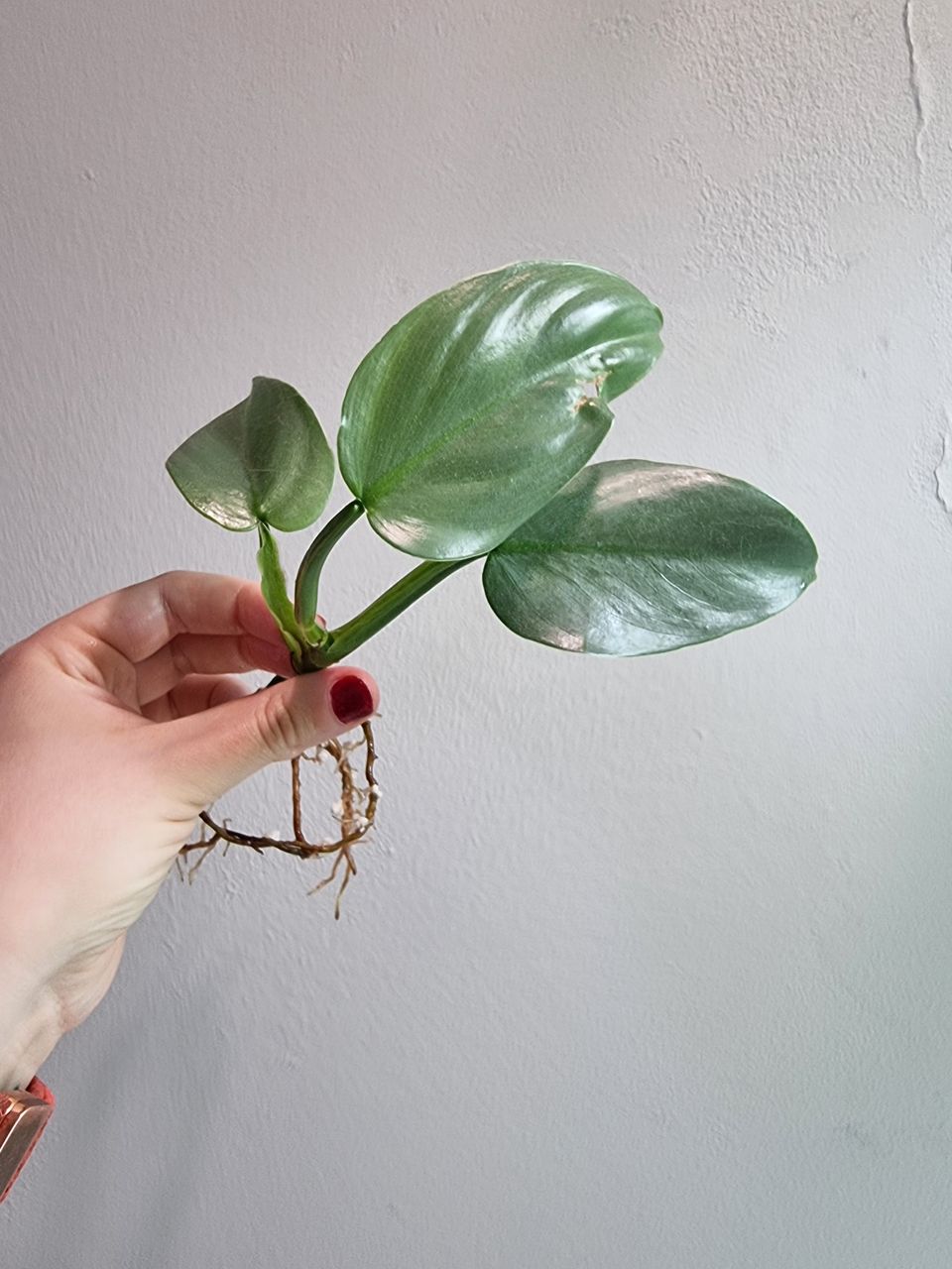 Köynnösvehka "Philodendron Silver Sword"