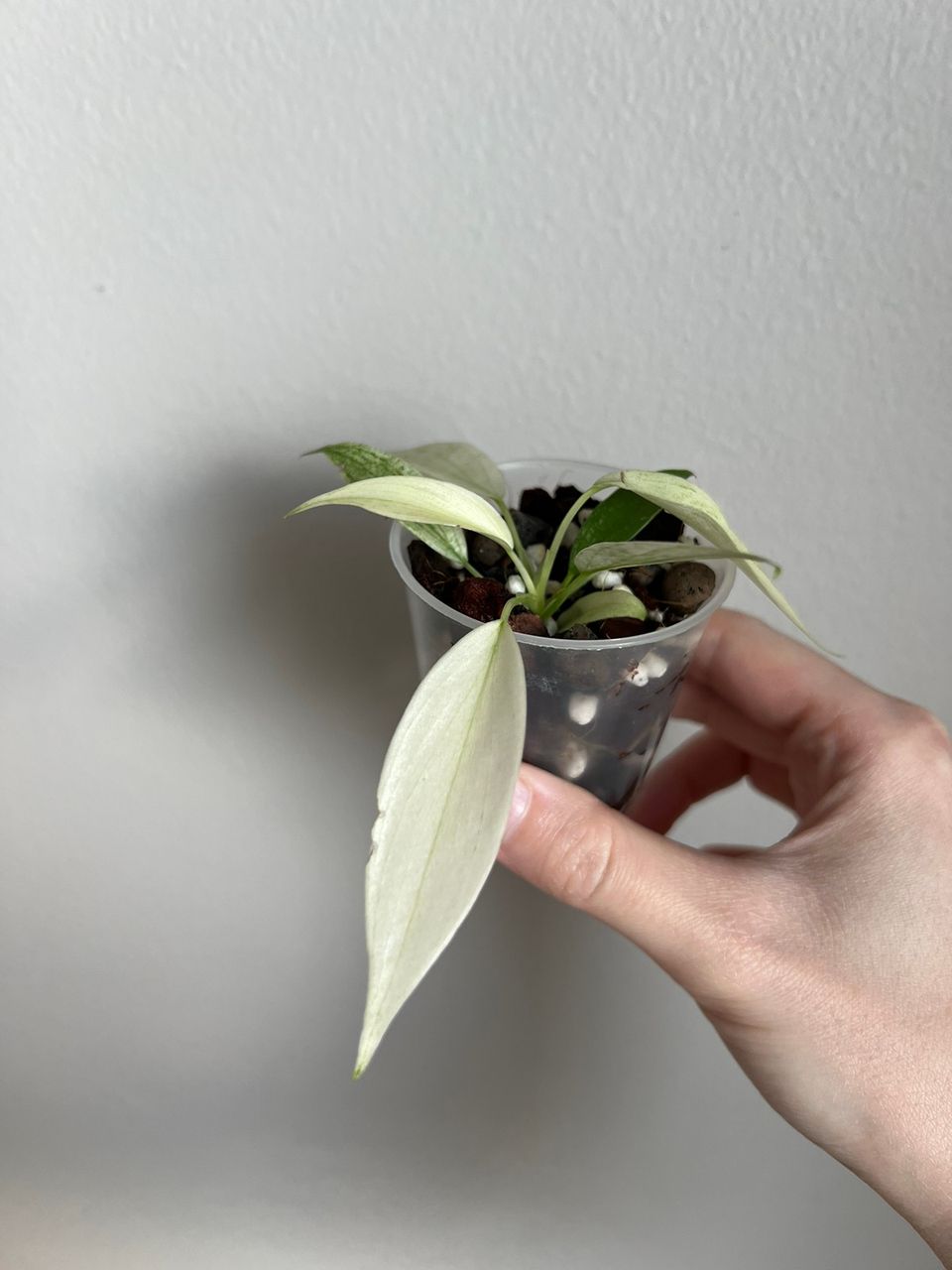 Philodendron Florida Ghost