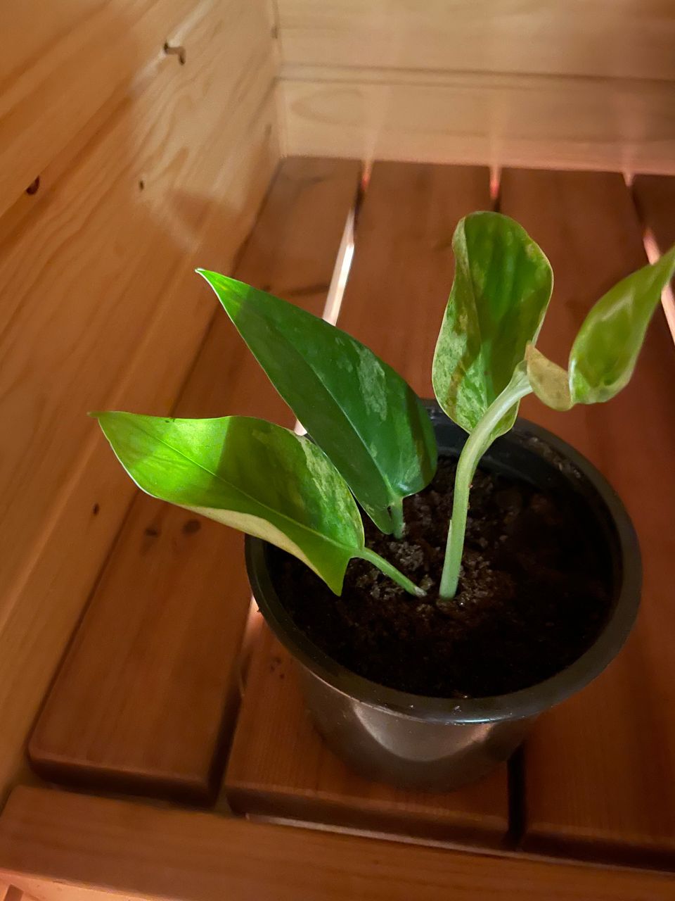 Marble queen pistokas