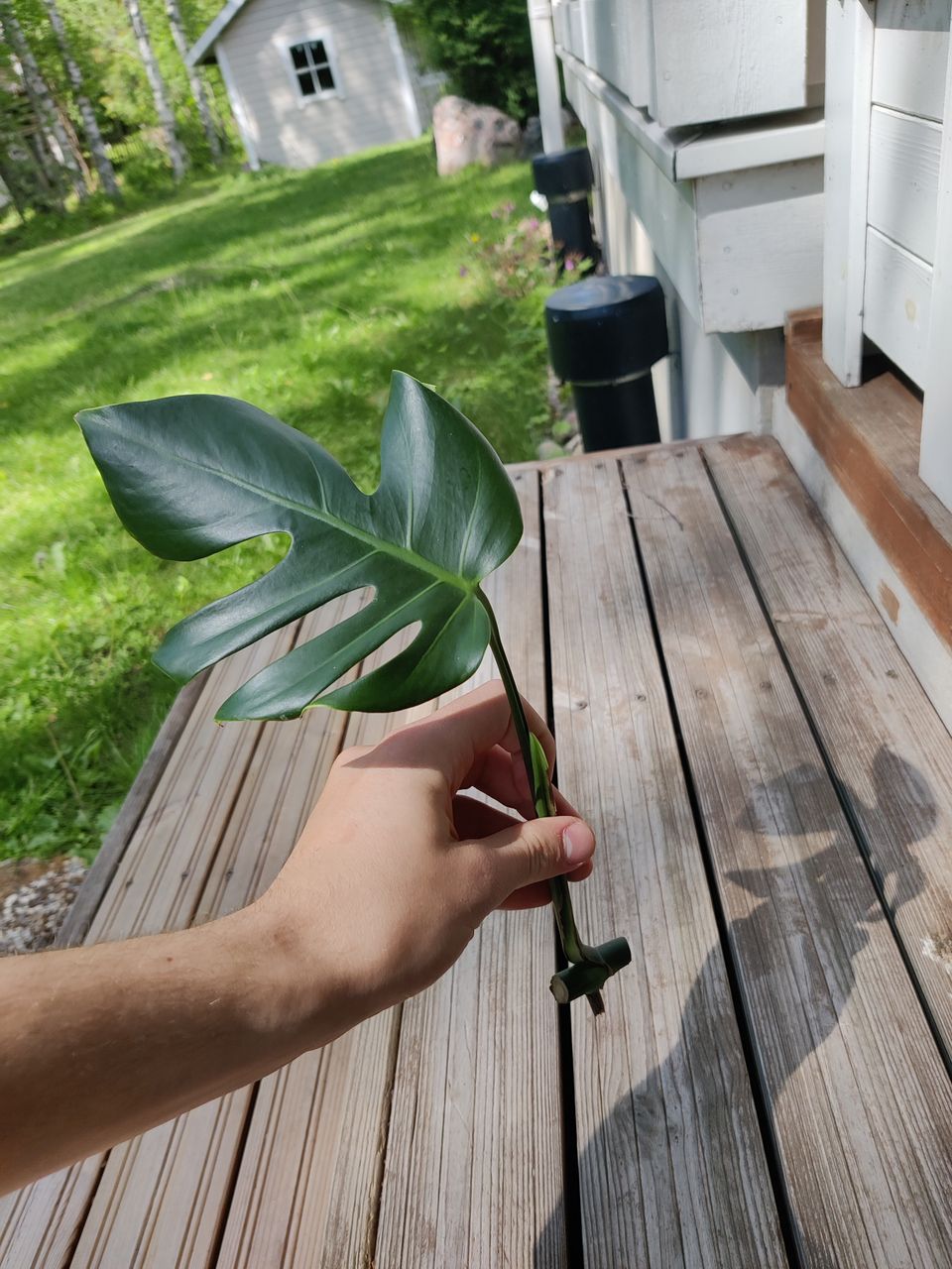 Monstera aurea pistokas