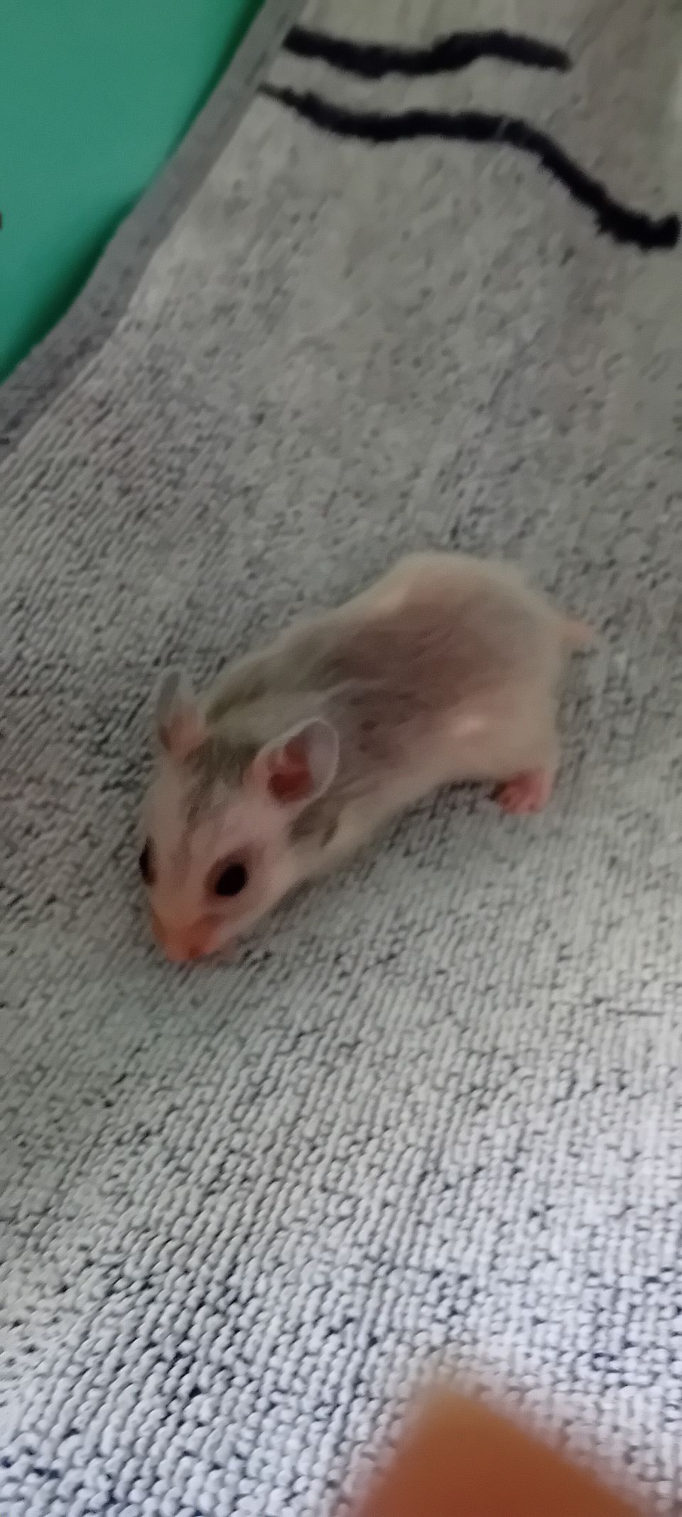 Hamsterin poikaset