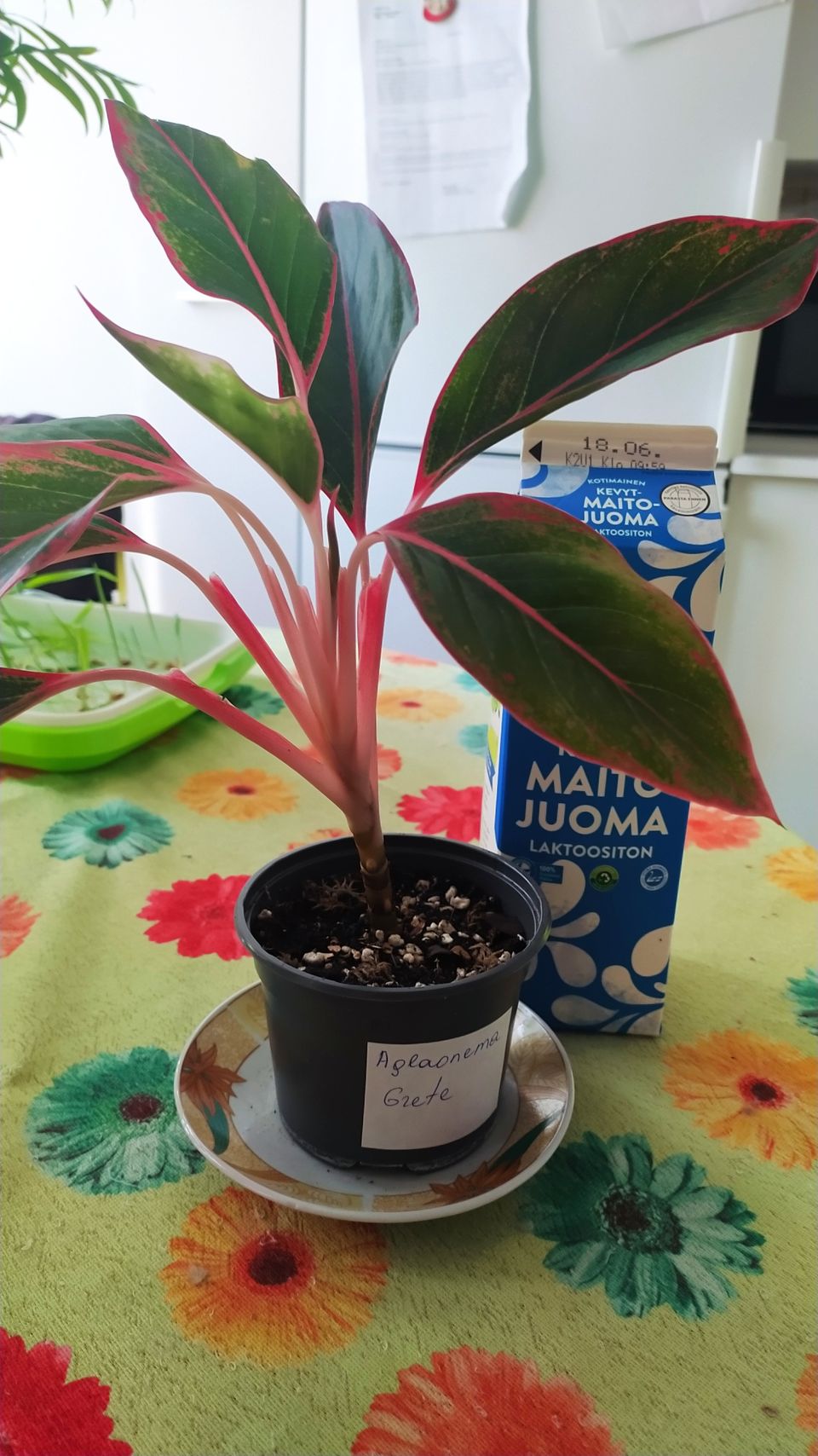 Aglaonema Crete