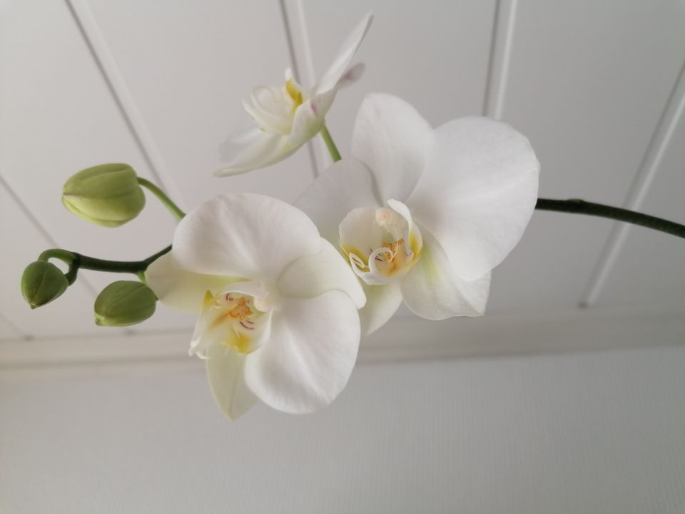 Valkoinen orkidea