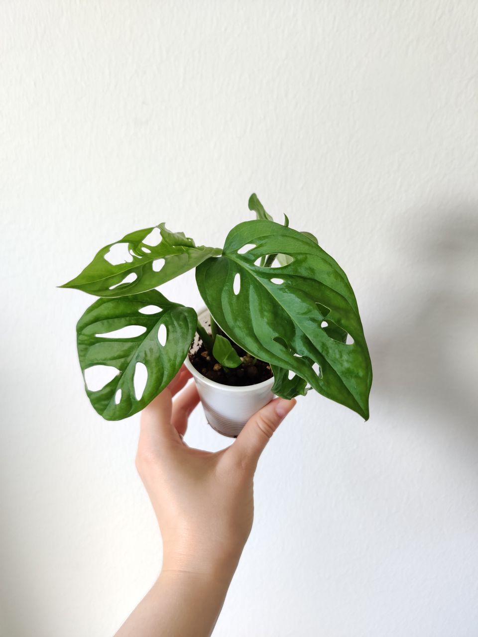 Monstera Adansonii