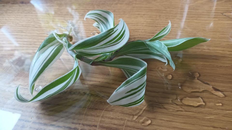 Tradescantia albiflora albovittata variegata