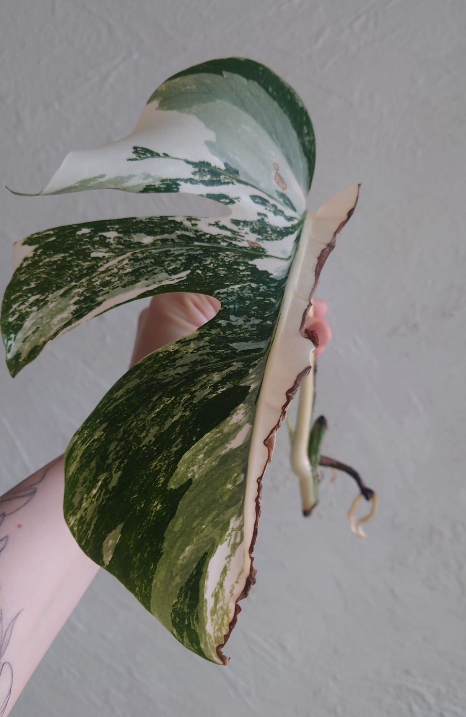 Monstera Albo variegata