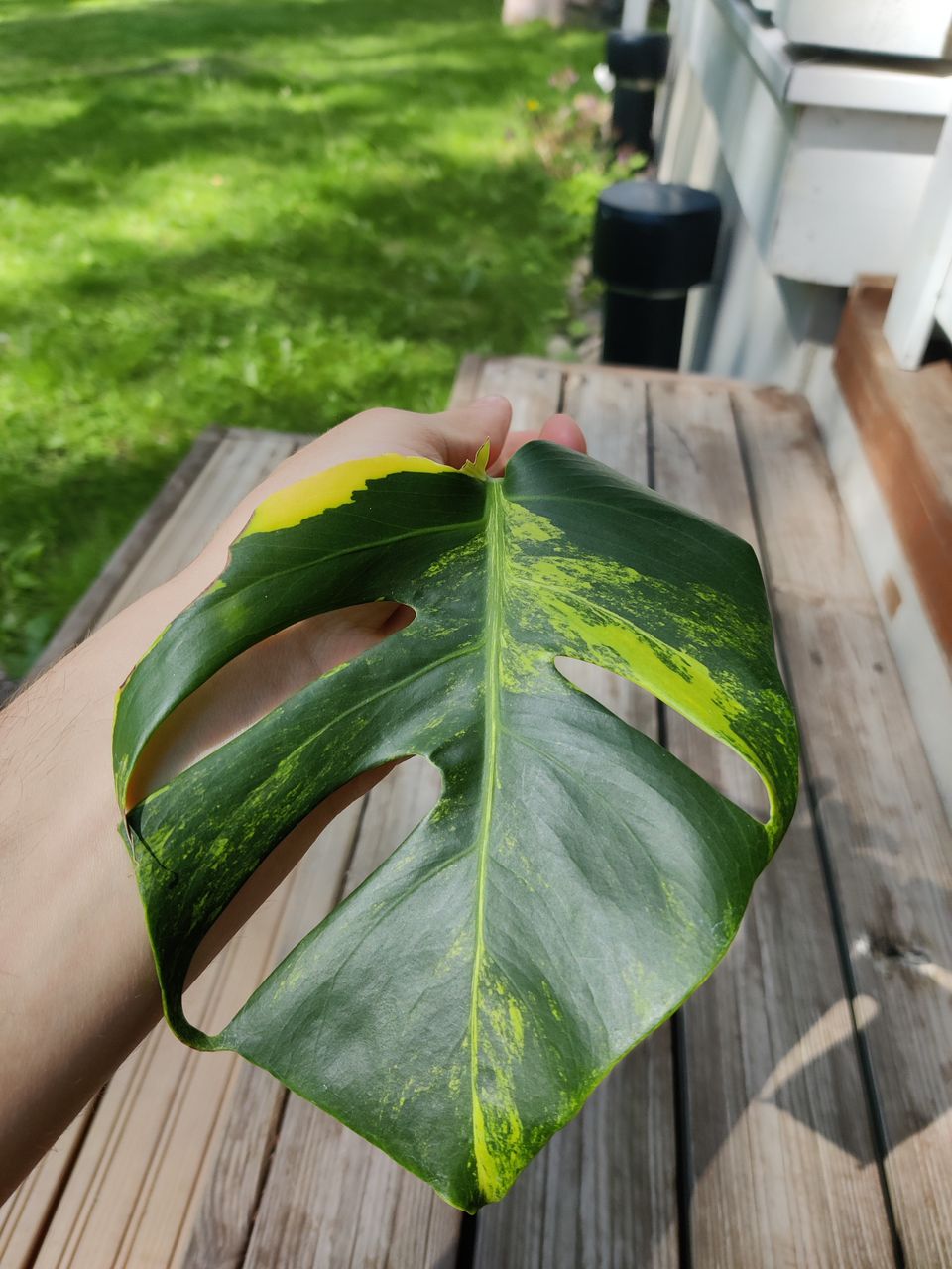 VARATTU Monstera aurea