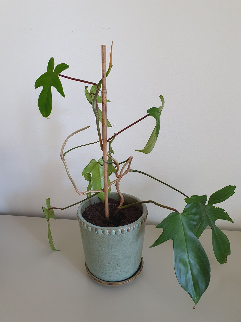 Nukkaköynnösvehka eli Philodendron squamiferum