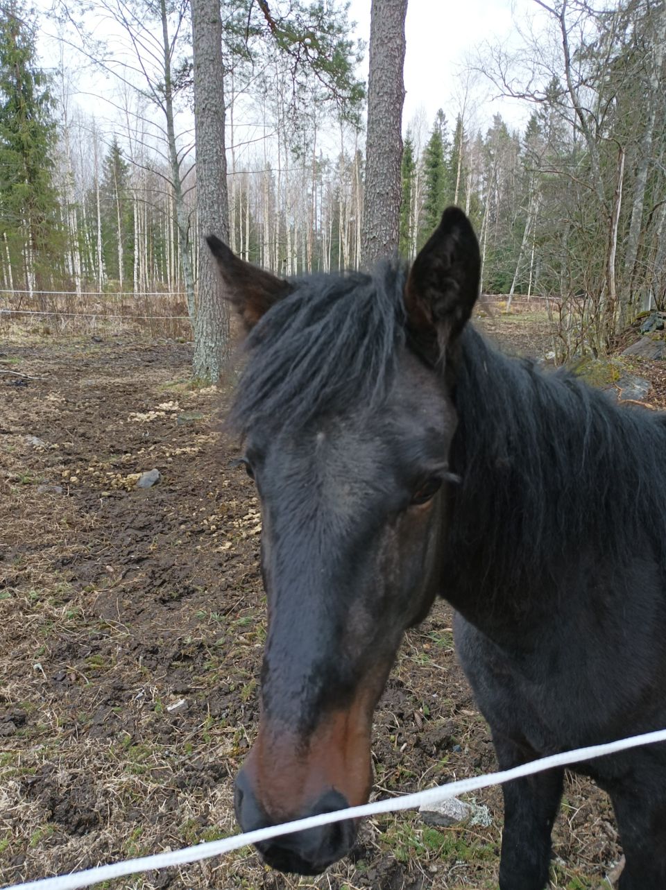 Lv ori 30.4  kaksi vuotta täyttänyt