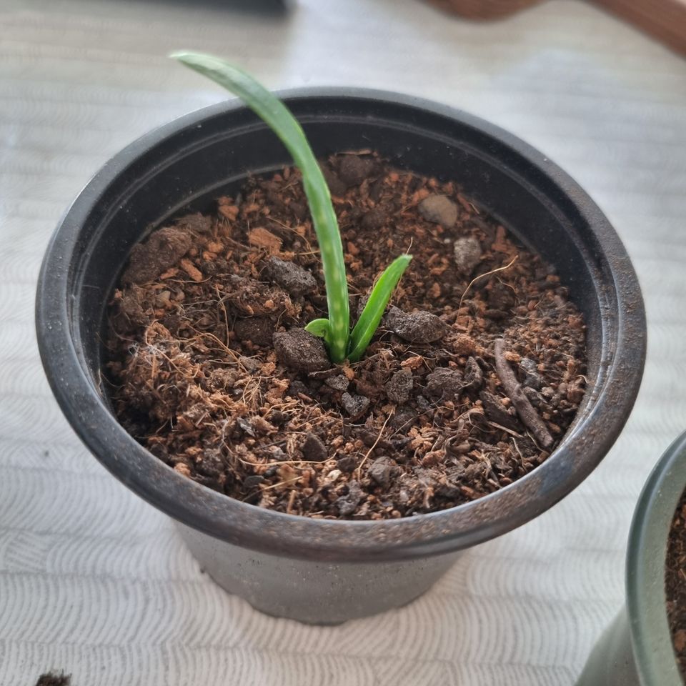 Aloe vera