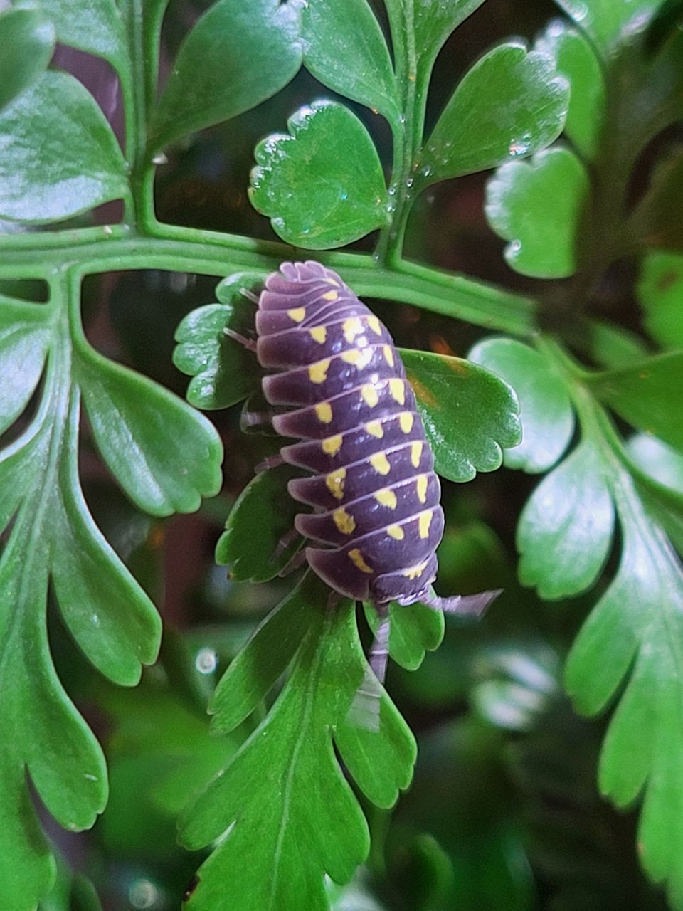 Armadillidium gestroi -siiroja