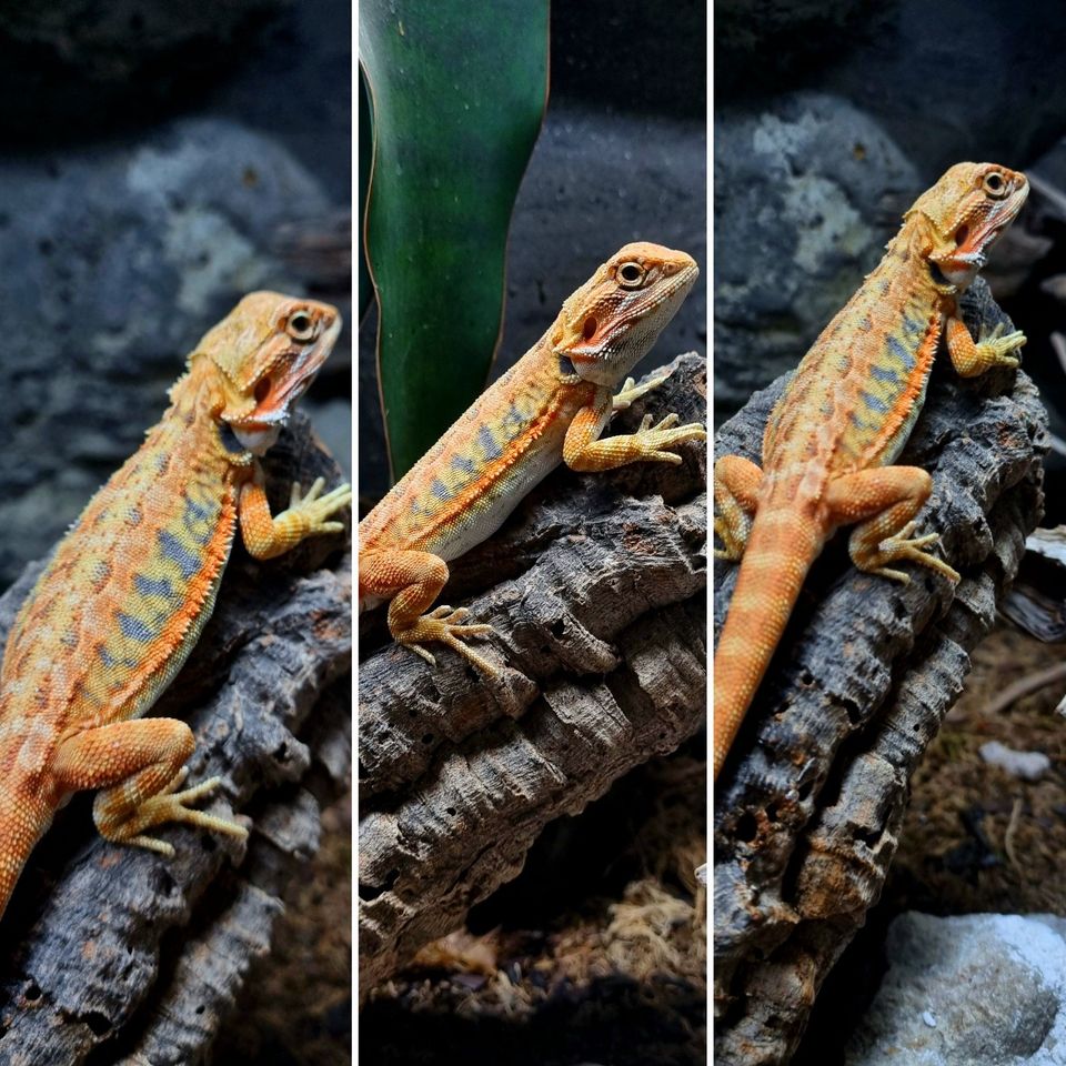 Partaagama