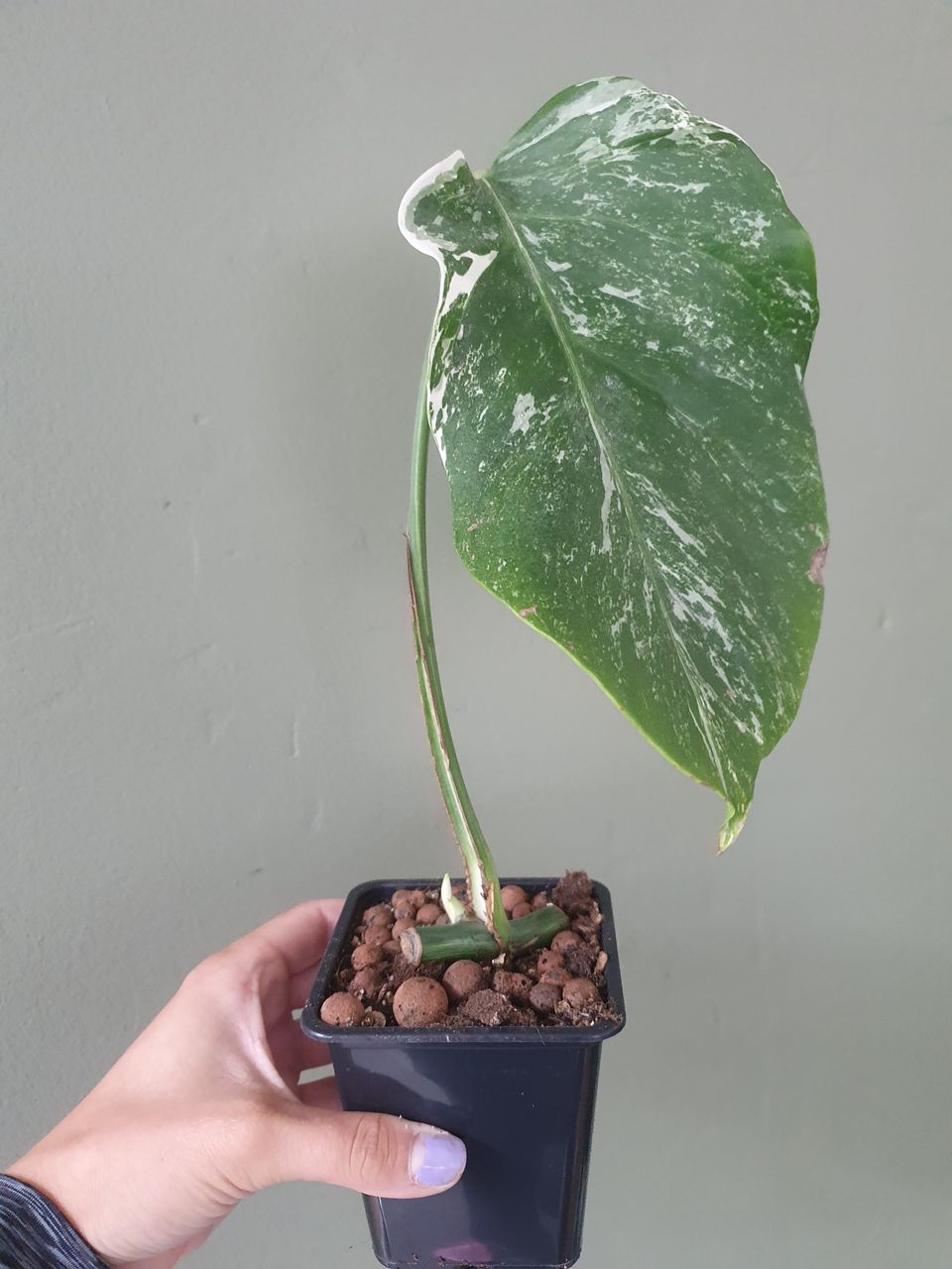 Monstera Variegata