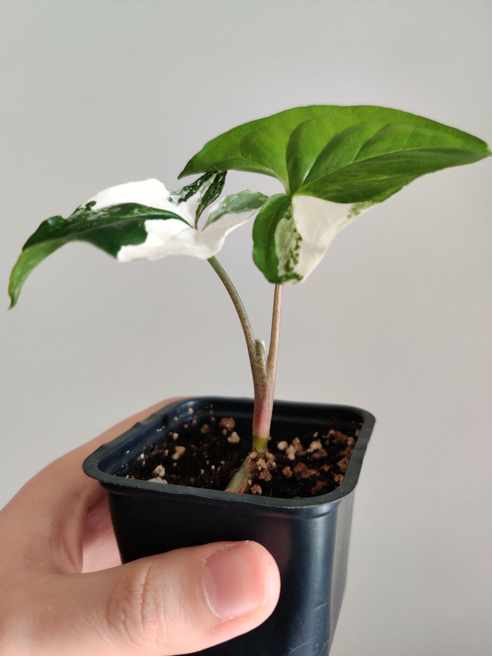 Syngonium albo variegata