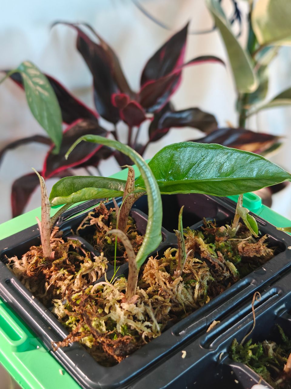 Alocasia Heterophylla Dragon's Breath