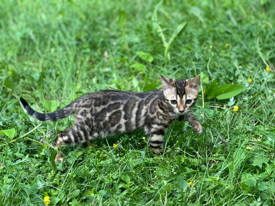 Bengali