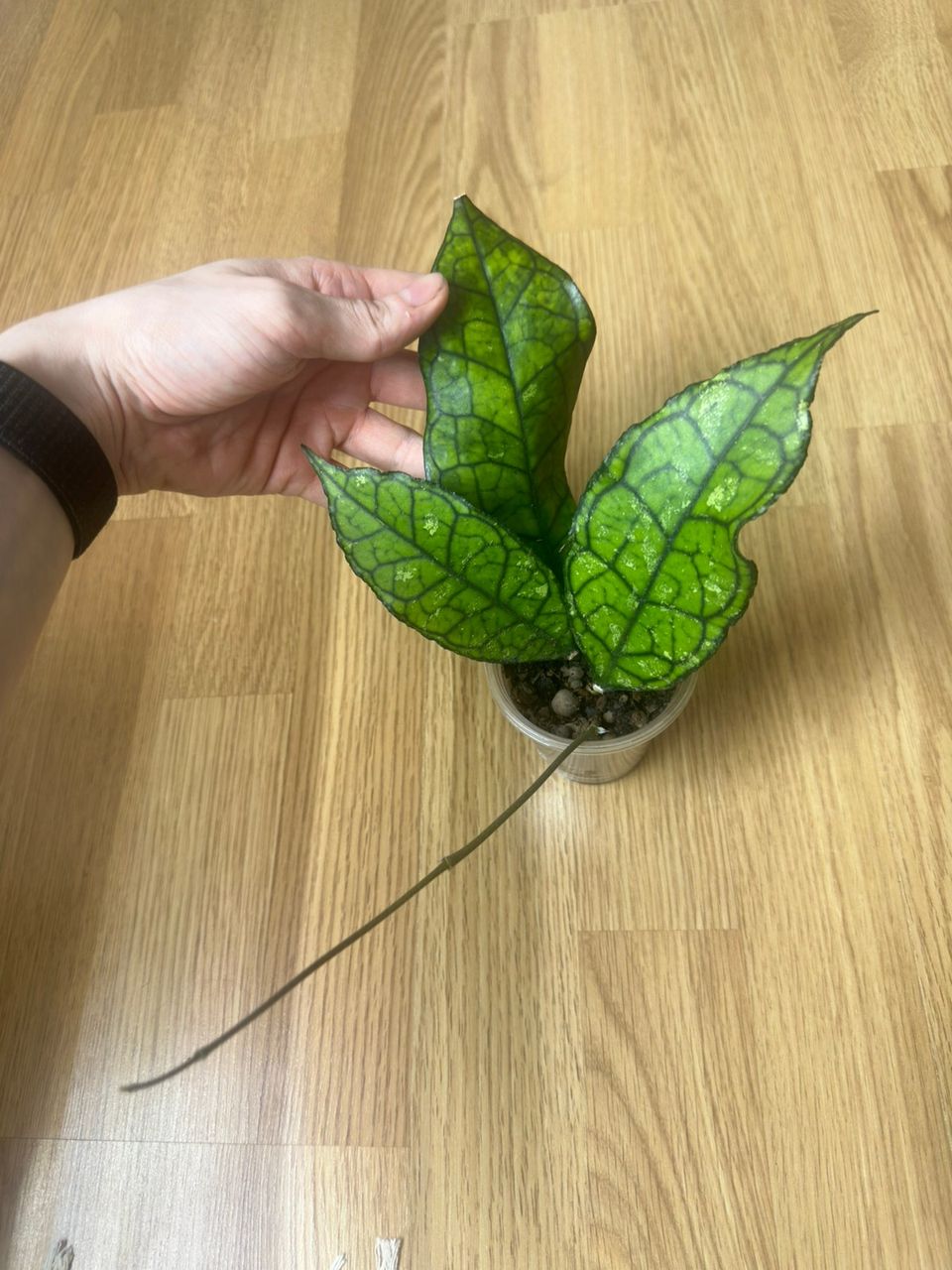 Hoya finlaysonii big leaves