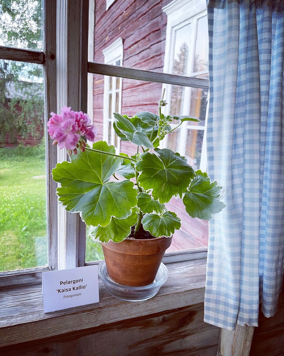 Pelargoni Kaisa Kallio