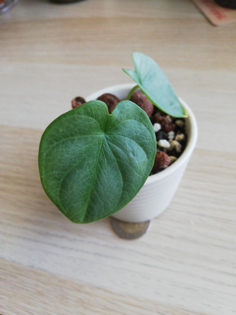 Alocasia silver dragon