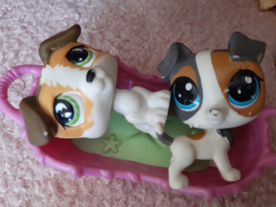 Jackrussellinterrieri Littlest Pet Shop