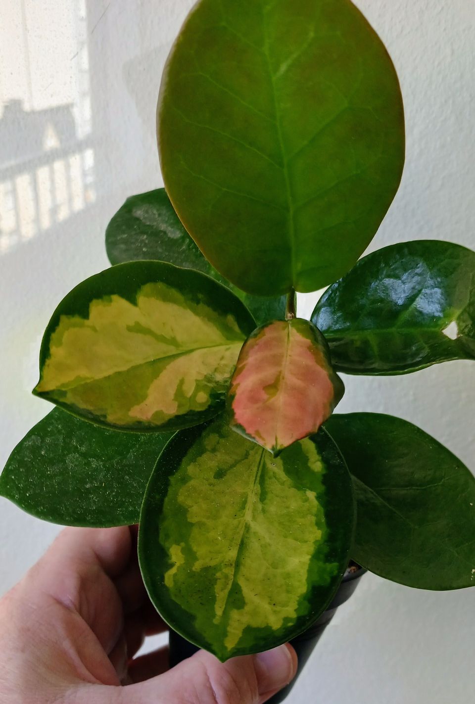 Hoya Australis Lisa