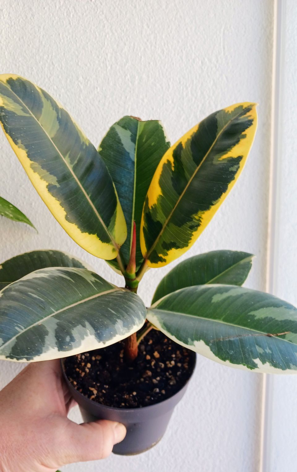 Ficus Tineke