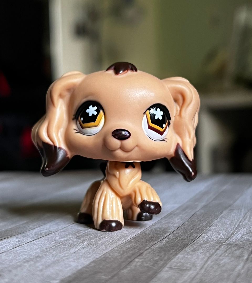 lps cockerspaniel