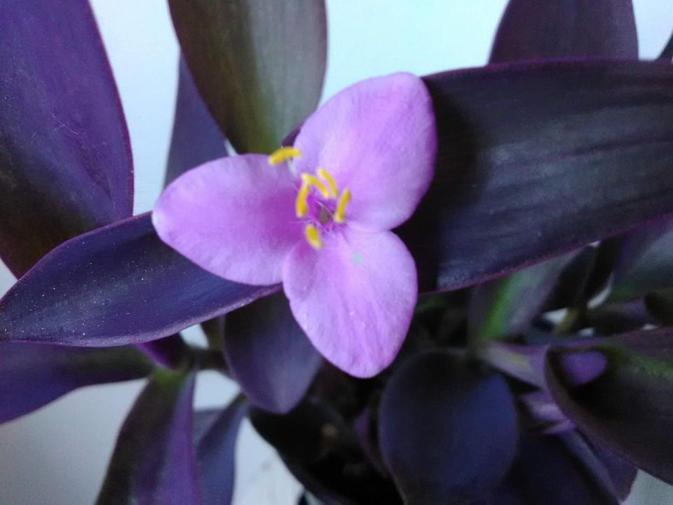 Purppurajuoru Tradescantia pallida