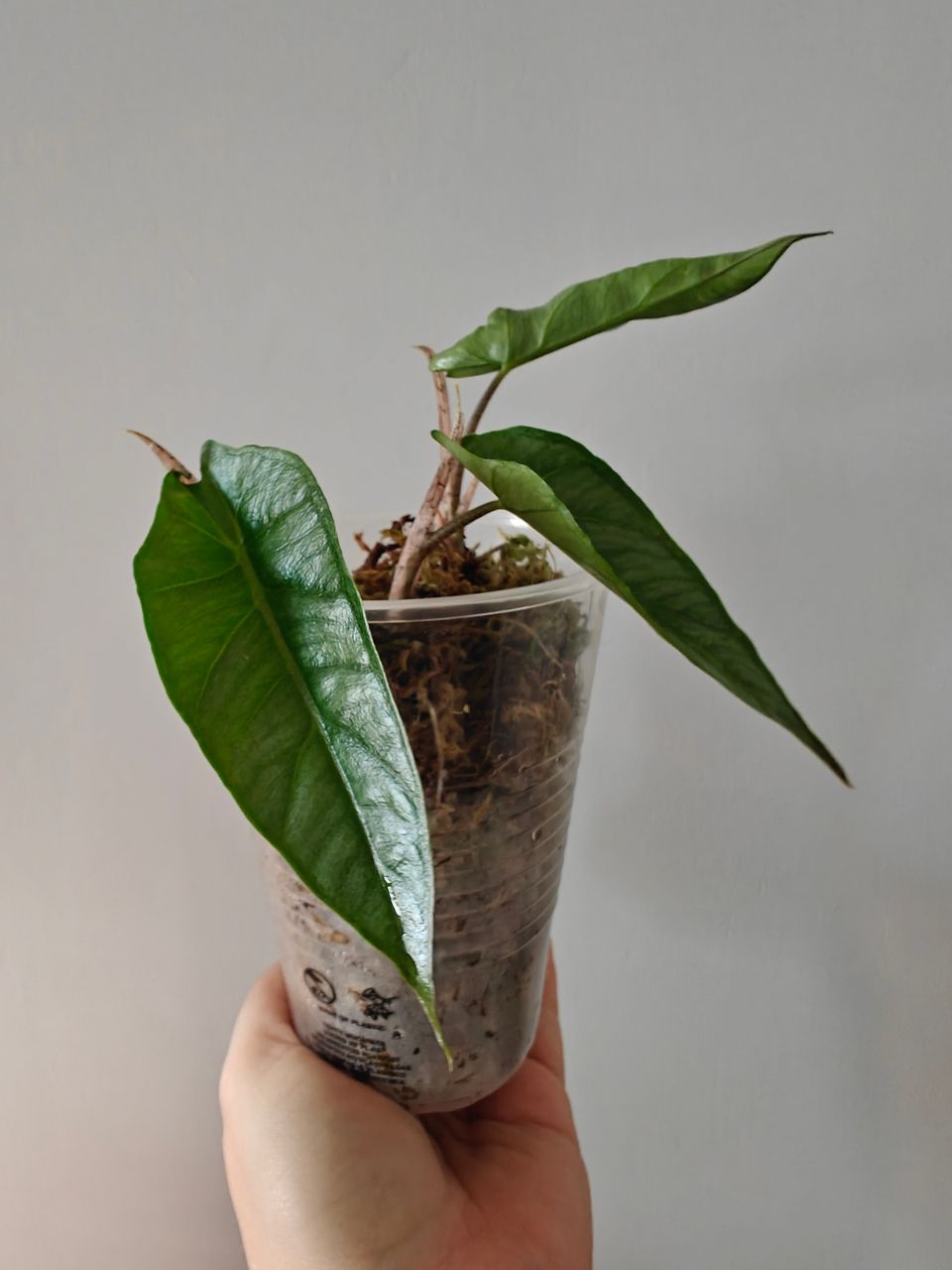 Alocasia Heterophylla Dragon's Breath