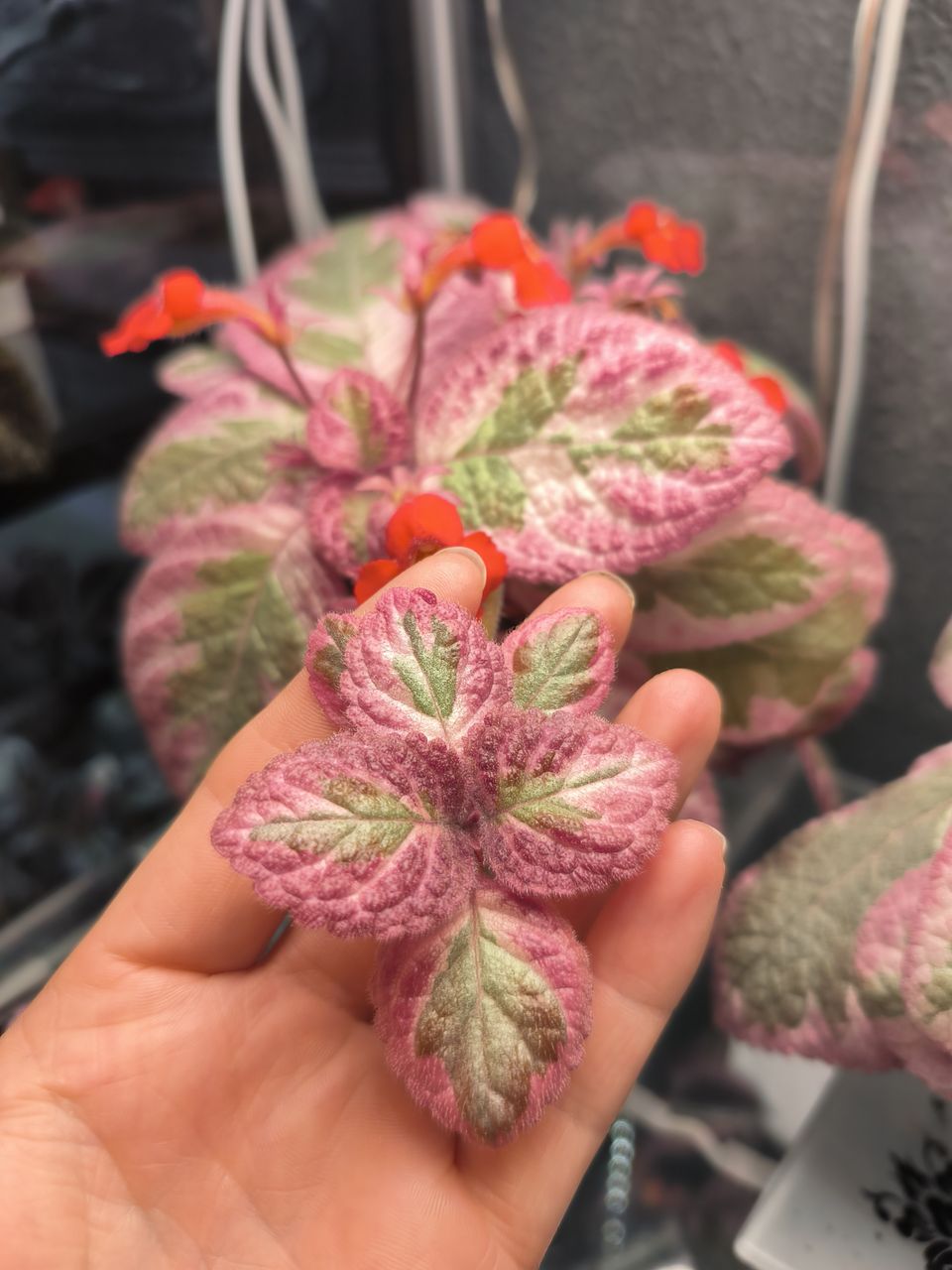 Episcia Pink shimmer valley rönsy