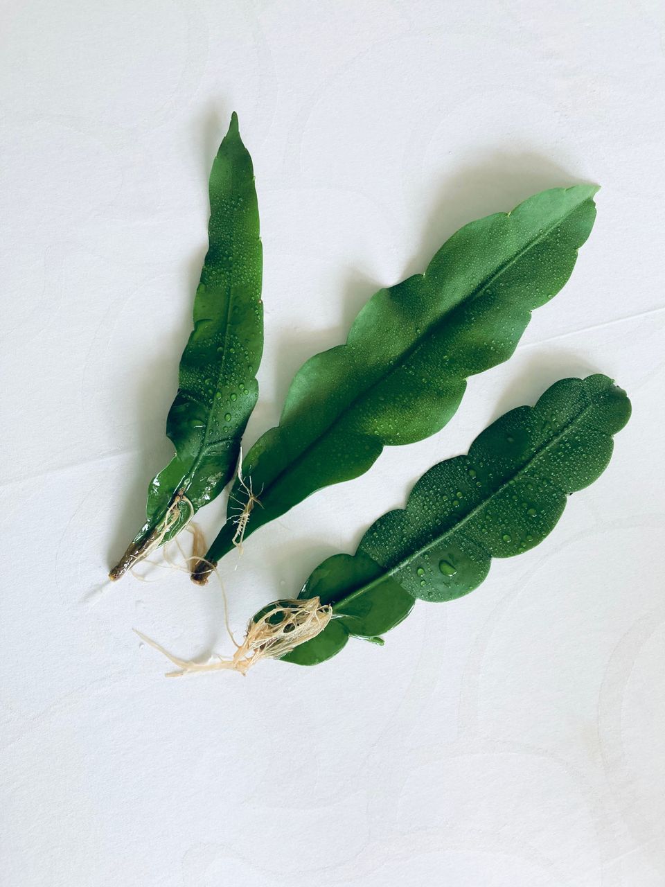 Epiphyllum oxypetalum, Yönprinsessa 3 pistokasta yhdessä