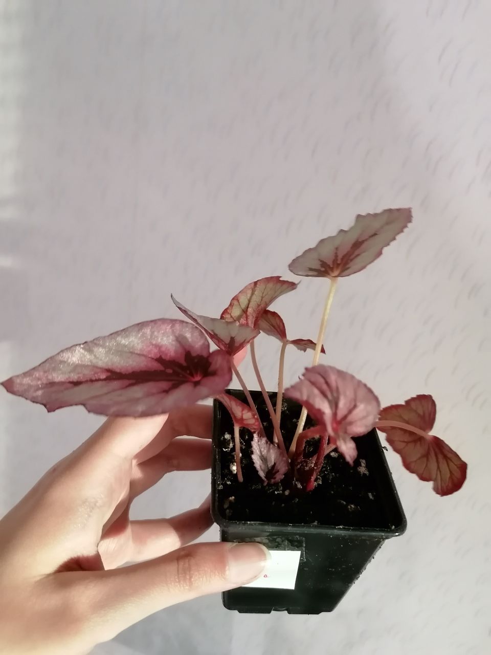 Begonia ruukku 82