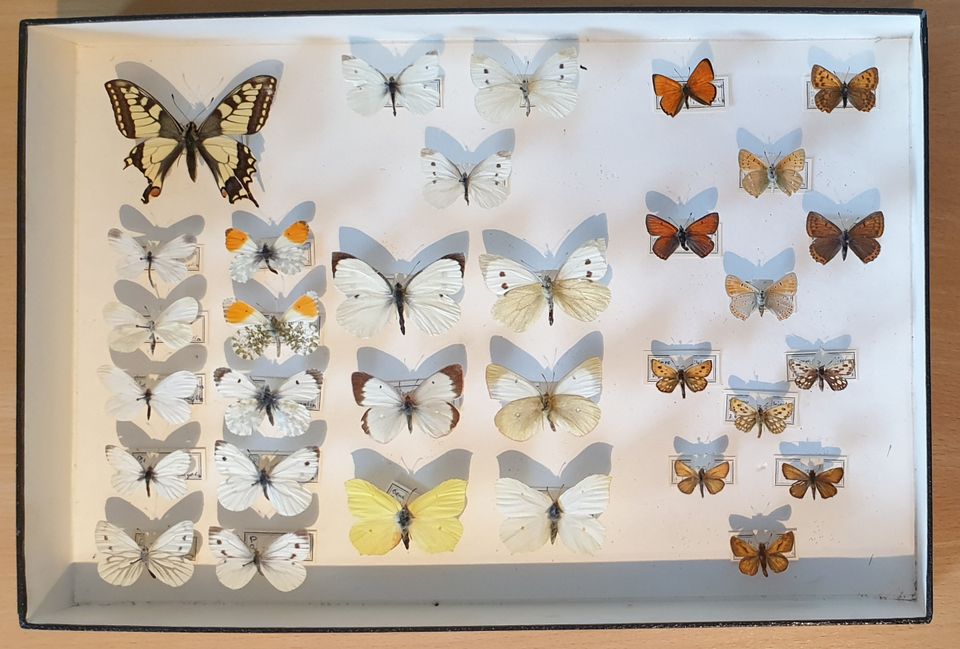 Perhoskeräilijälle: Aitoja perhosia #12