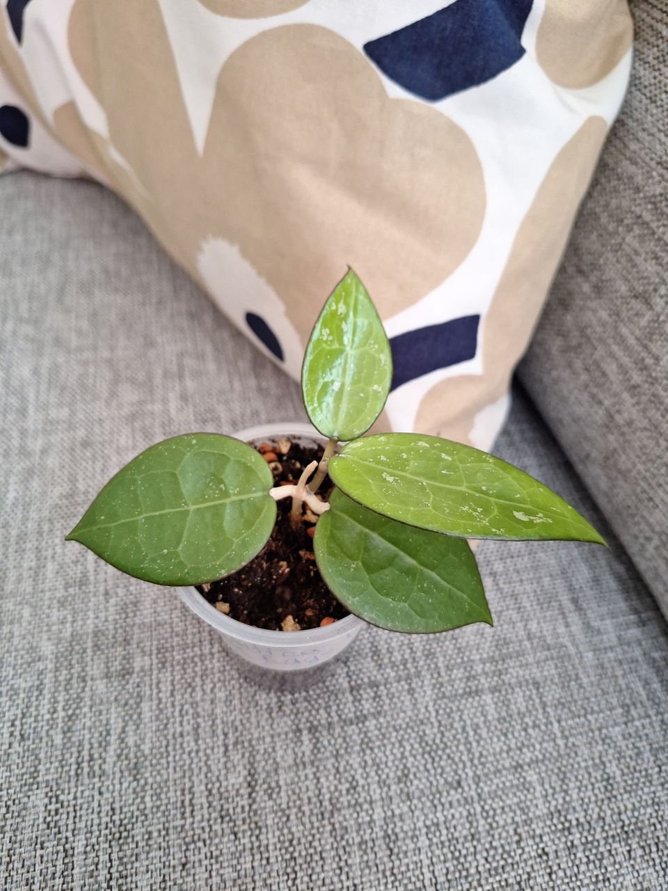 Hoya parasitica black edge